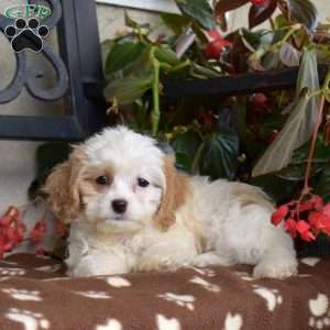 Cinnamon, Cavachon Puppy